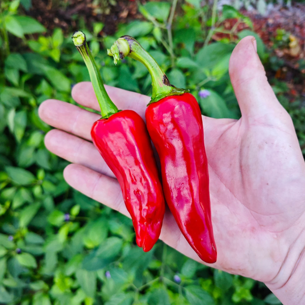 graines piment gorria espelette - SWEET PEPPER