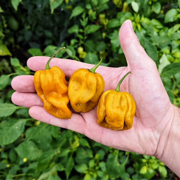 graines piment habanero mustard