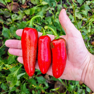 graines piment jalapeno rouge vert