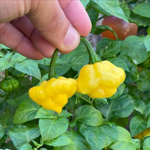 graines piment ks lemon starrburst - SWEET PEPPER
