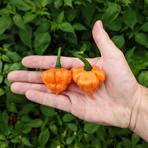 graines piment ks peach starrkist coqhot - SWEET PEPPER