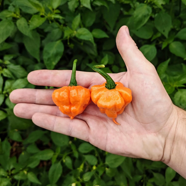 graines piment ks peach starrkist coqhot - SWEET PEPPER