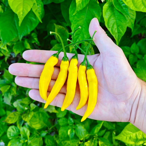 graines piment lemon drop - SWEET PEPPER