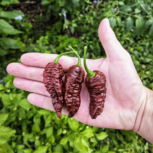 graines piment leviathan gnarly scorpion - SWEET PEPPER