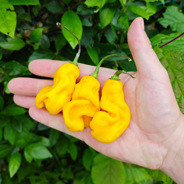 graines piment madame jeanette - SWEET PEPPER