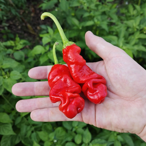 graines piment peter penis pepper coqhot - SWEET PEPPER
