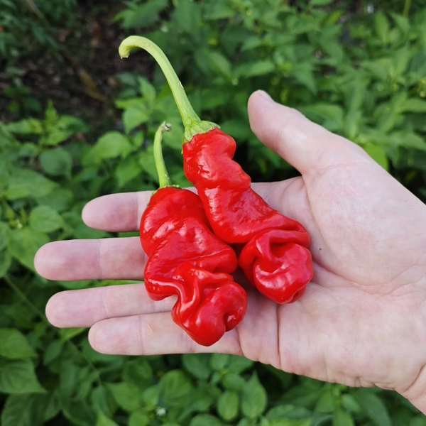 graines piment peter penis pepper coqhot - SWEET PEPPER