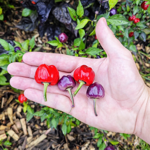 graines piment purple pumpkin - SWEET PEPPER