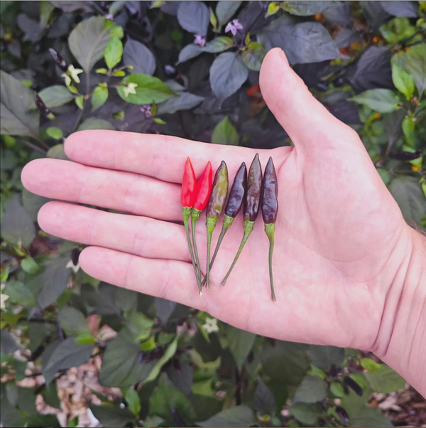 graines piment royal black - SWEET PEPPER