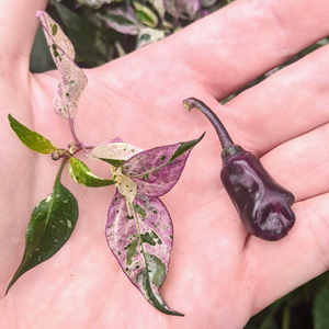 graines piment scarlett variegated - SWEET PEPPER