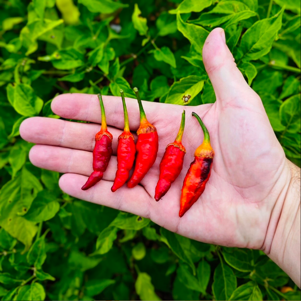 graines piment seven pot bubblegum long - SWEET PEPPER