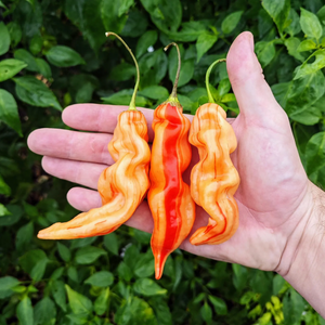 graines piment sugar rush stripey - SWEET PEPPER