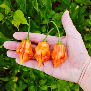 graines piment tangerine tiger coqhot - SWEET PEPPER