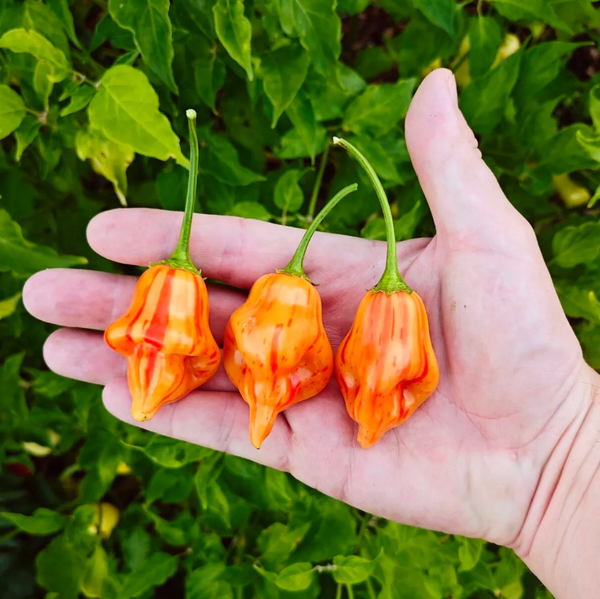 graines piment tangerine tiger coqhot - SWEET PEPPER