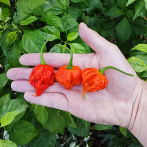 graines piment trinidad moruga scorpion - SWEET PEPPER