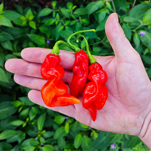 graines piment vegetarien habanada antillais - SWEET PEPPER
