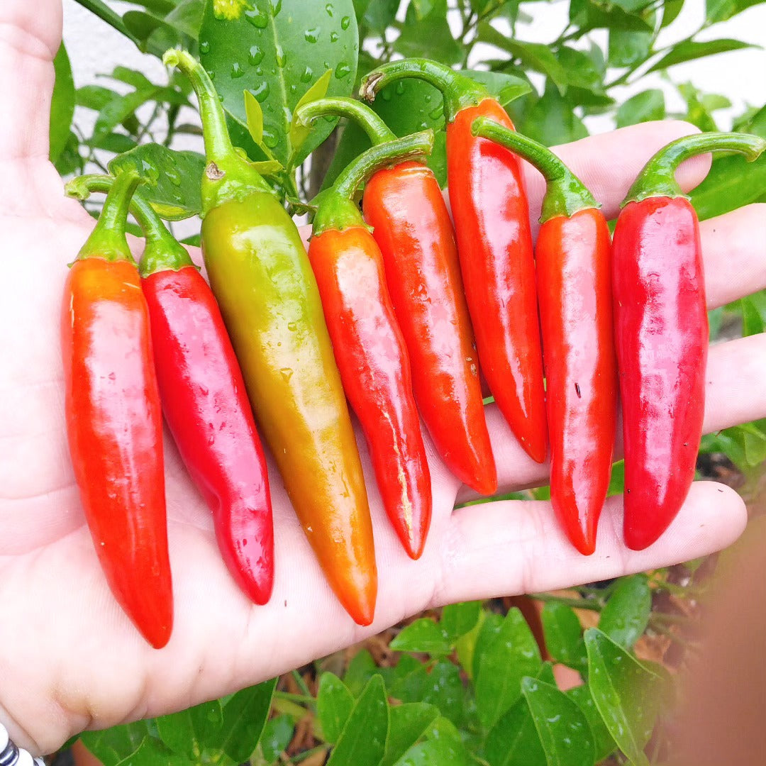 Peperoncino Thailandese 'Prik Kee Noo' (Capsicum Frutescens